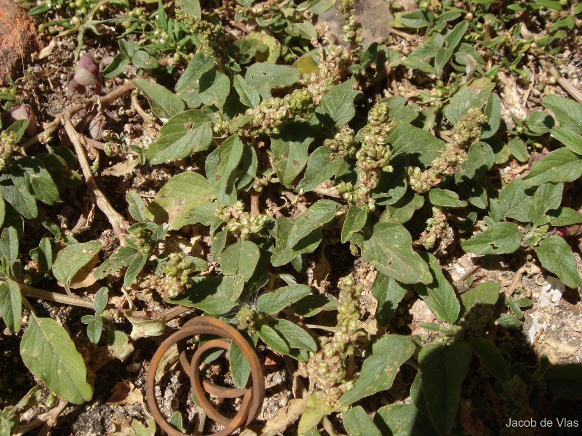 Amaranthus tricolor L.